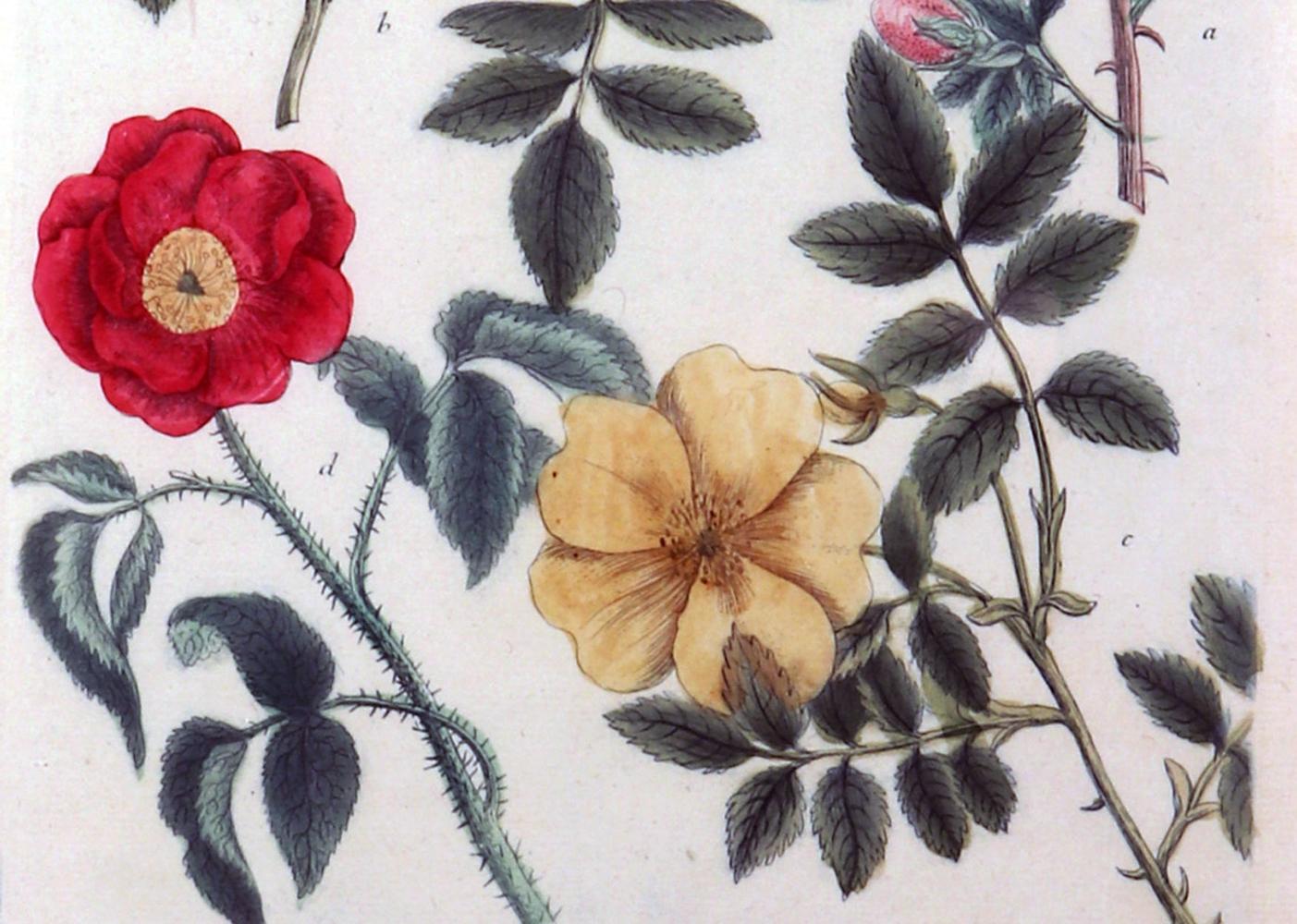 Georgian Johann Wilhelm Weinmann Print of Roses with Decoupage Frame For Sale