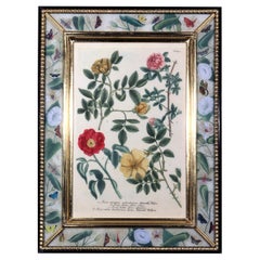 Impression de roses avec cadre à découpes, gravure de Johann Wilhelm Weinmann