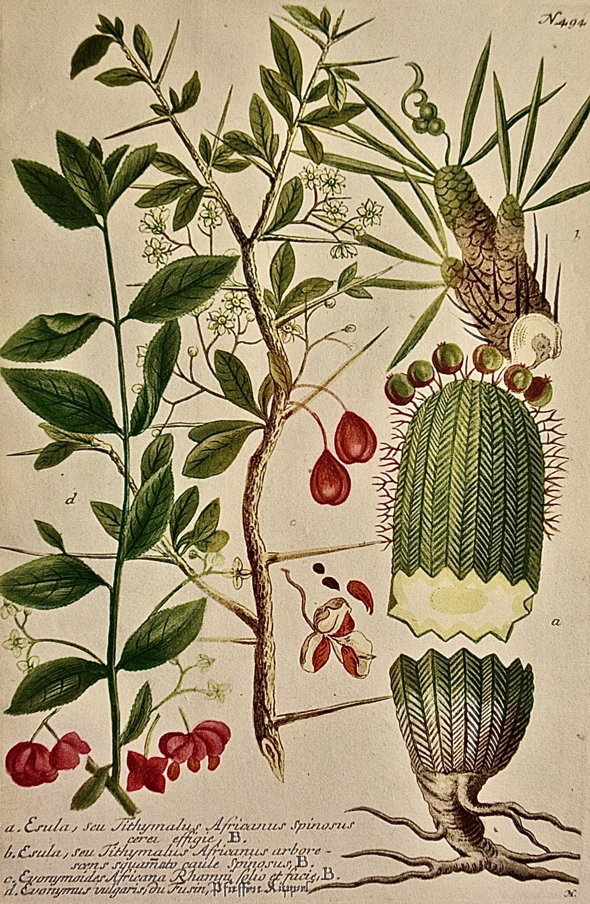 Spurge de fleurs : gravure botanique du 18e siècle colorée à la main par J. Weinmann - Print de Johann Wilhelm Weinmann