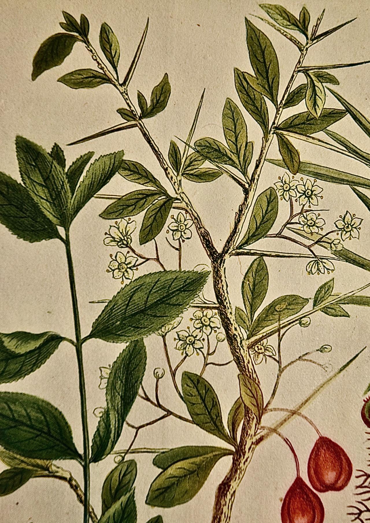 Spurge de fleurs : gravure botanique du 18e siècle colorée à la main par J. Weinmann - Naturalisme Print par Johann Wilhelm Weinmann