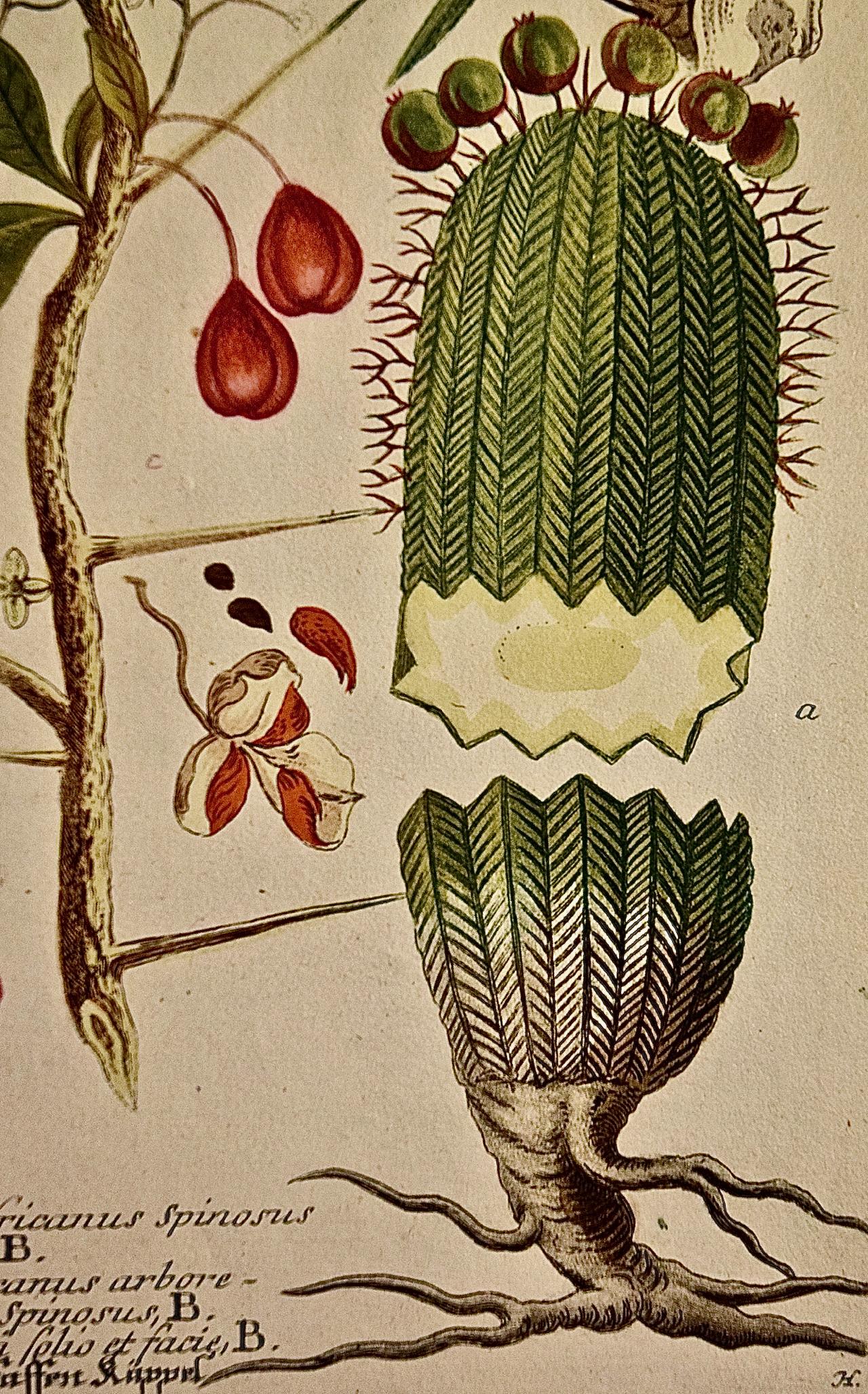 Spurge de fleurs : gravure botanique du 18e siècle colorée à la main par J. Weinmann - Beige Still-Life Print par Johann Wilhelm Weinmann