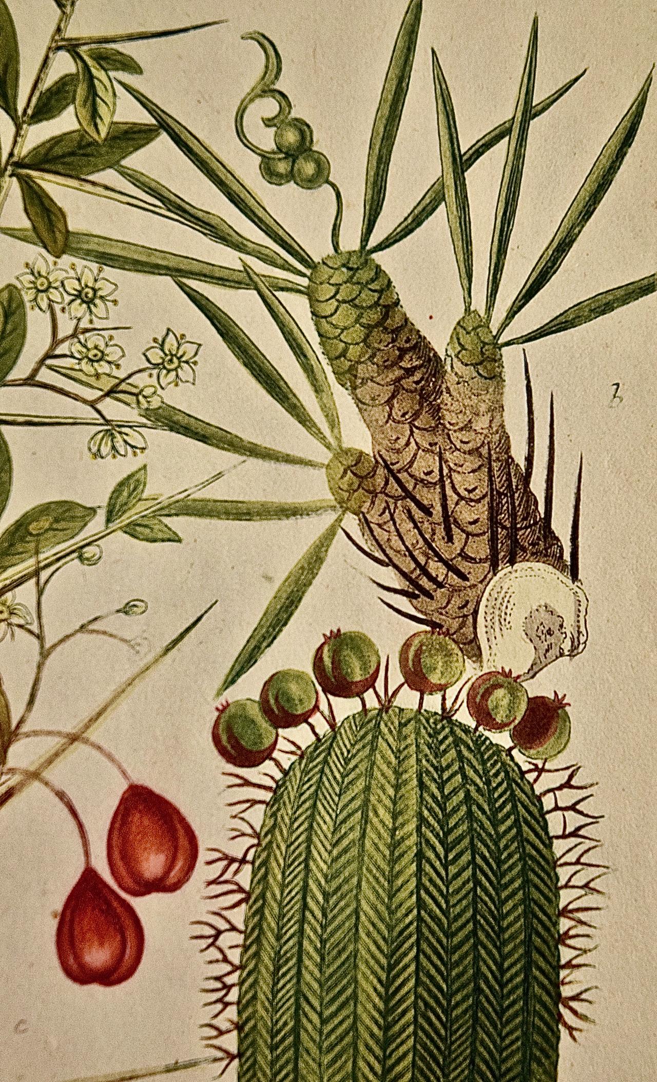 Cette gravure au trait et mezzotinte botanique coloriée à la main par Johann Wilhelm Weinmann (1683-1741) est intitulée 