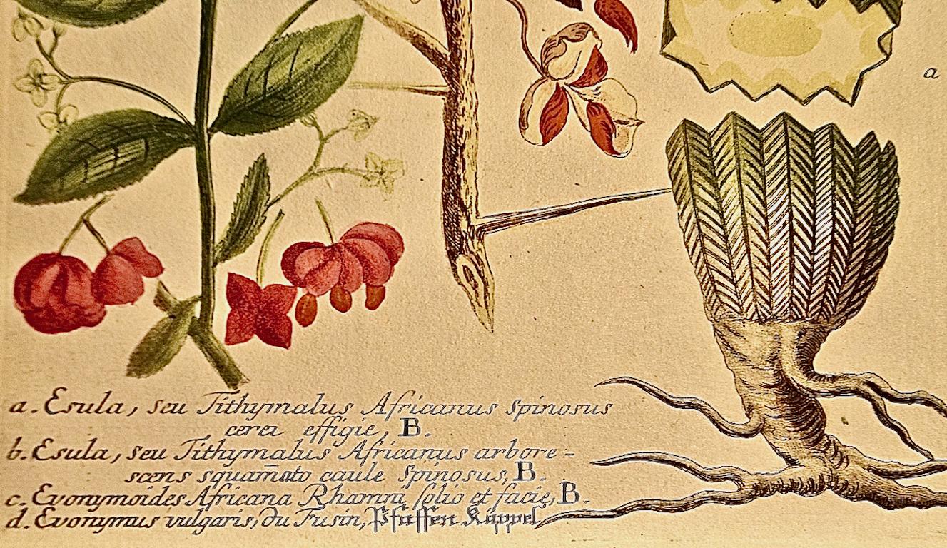 Spurge de fleurs : gravure botanique du 18e siècle colorée à la main par J. Weinmann en vente 1