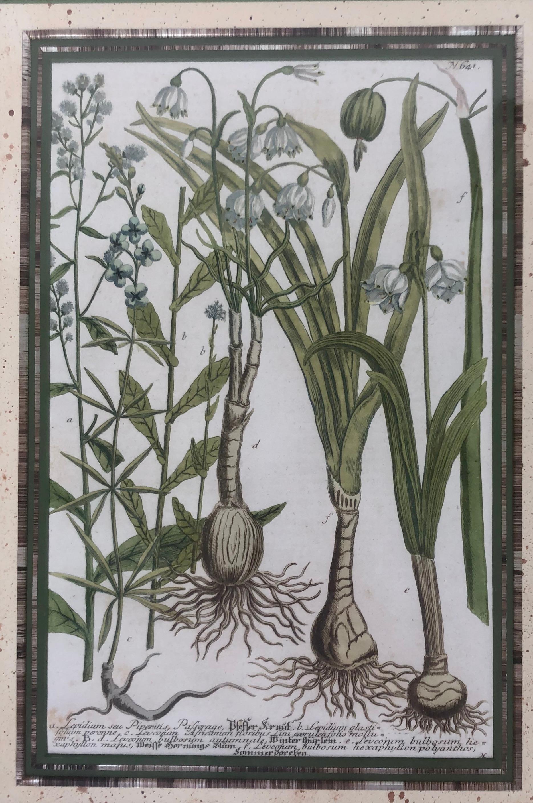 18Th Century Botanical Engraving - Print by Johann Wilhelm Weinmann
