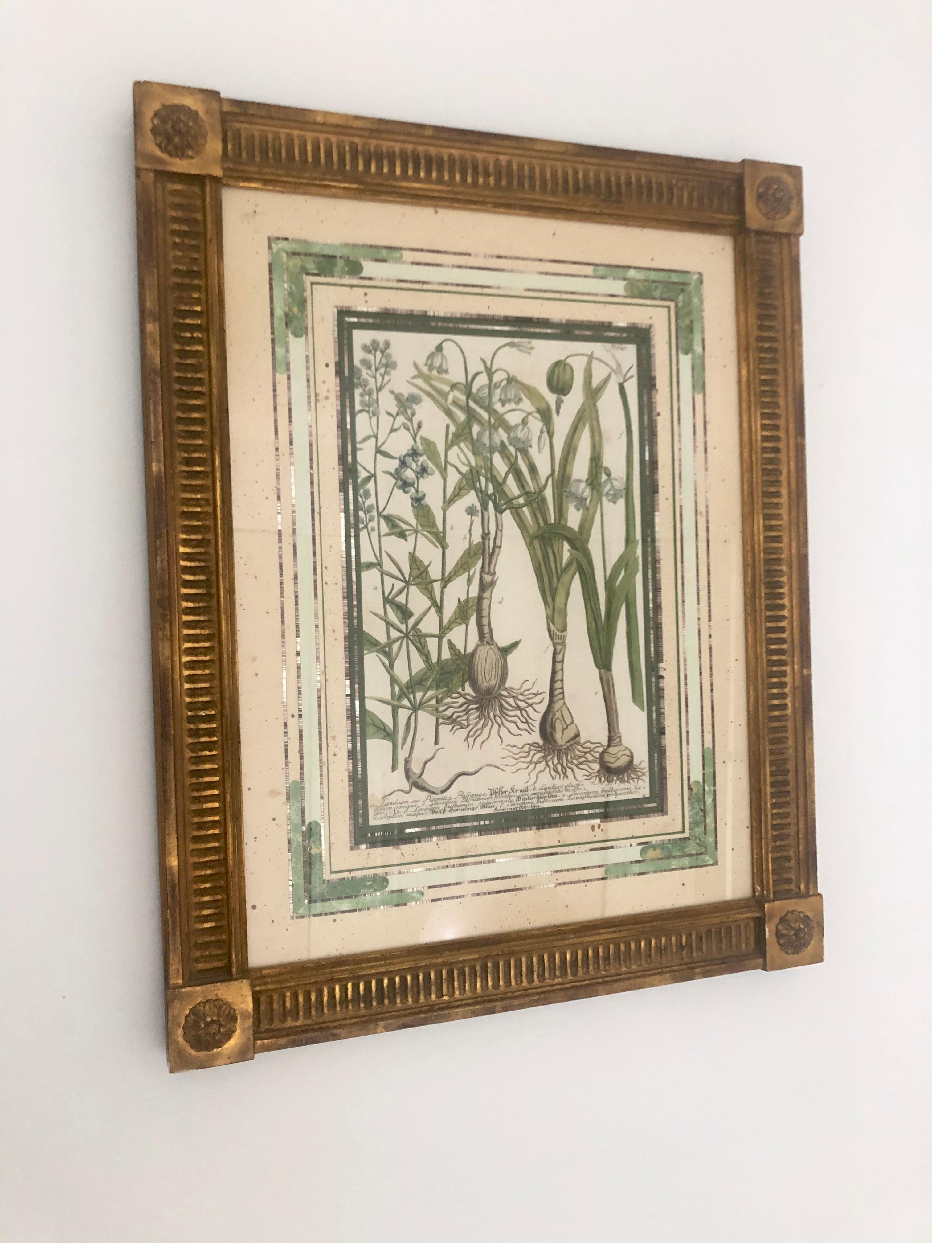 18Th Century Botanical Engraving - Old Masters Print by Johann Wilhelm Weinmann