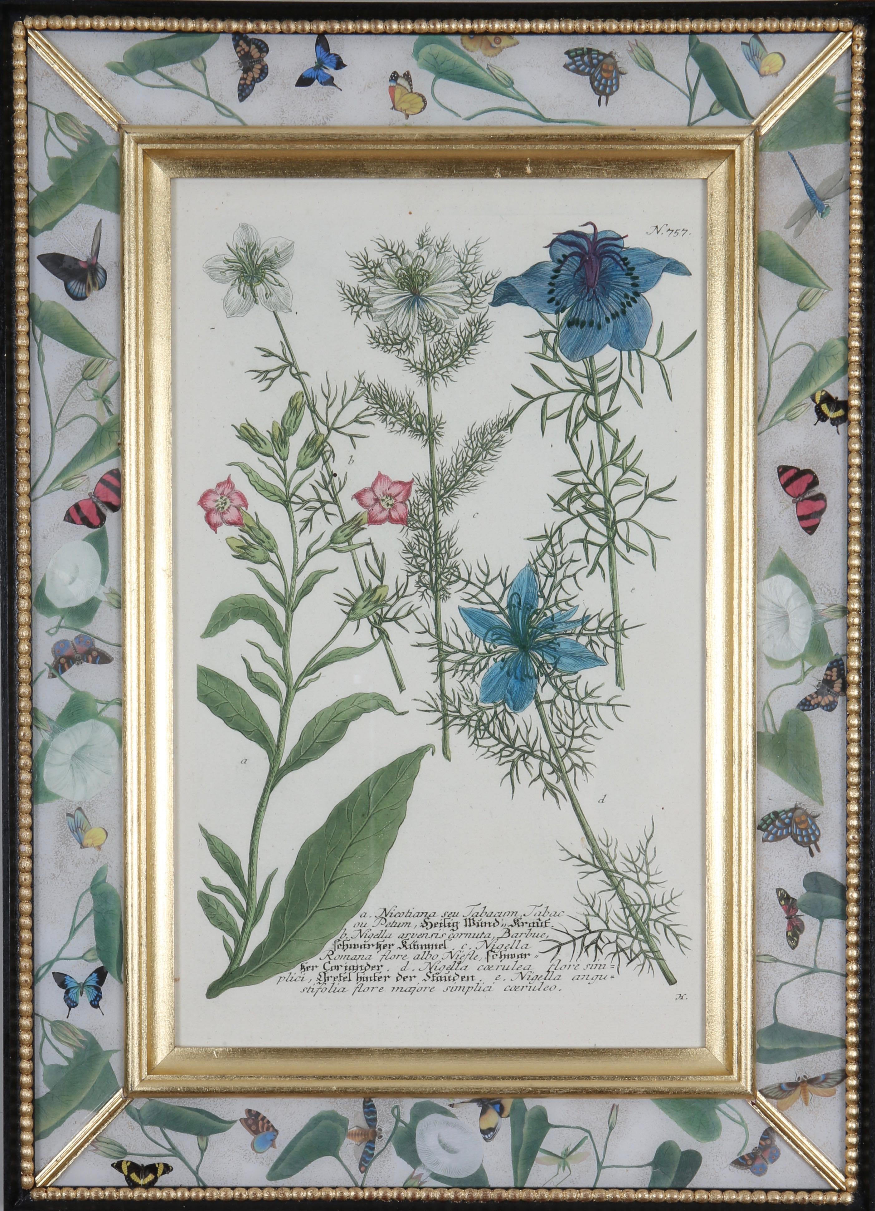 18th century botanical engraving in decalcomania frame. - Print by Johann Wilhelm Weinmann
