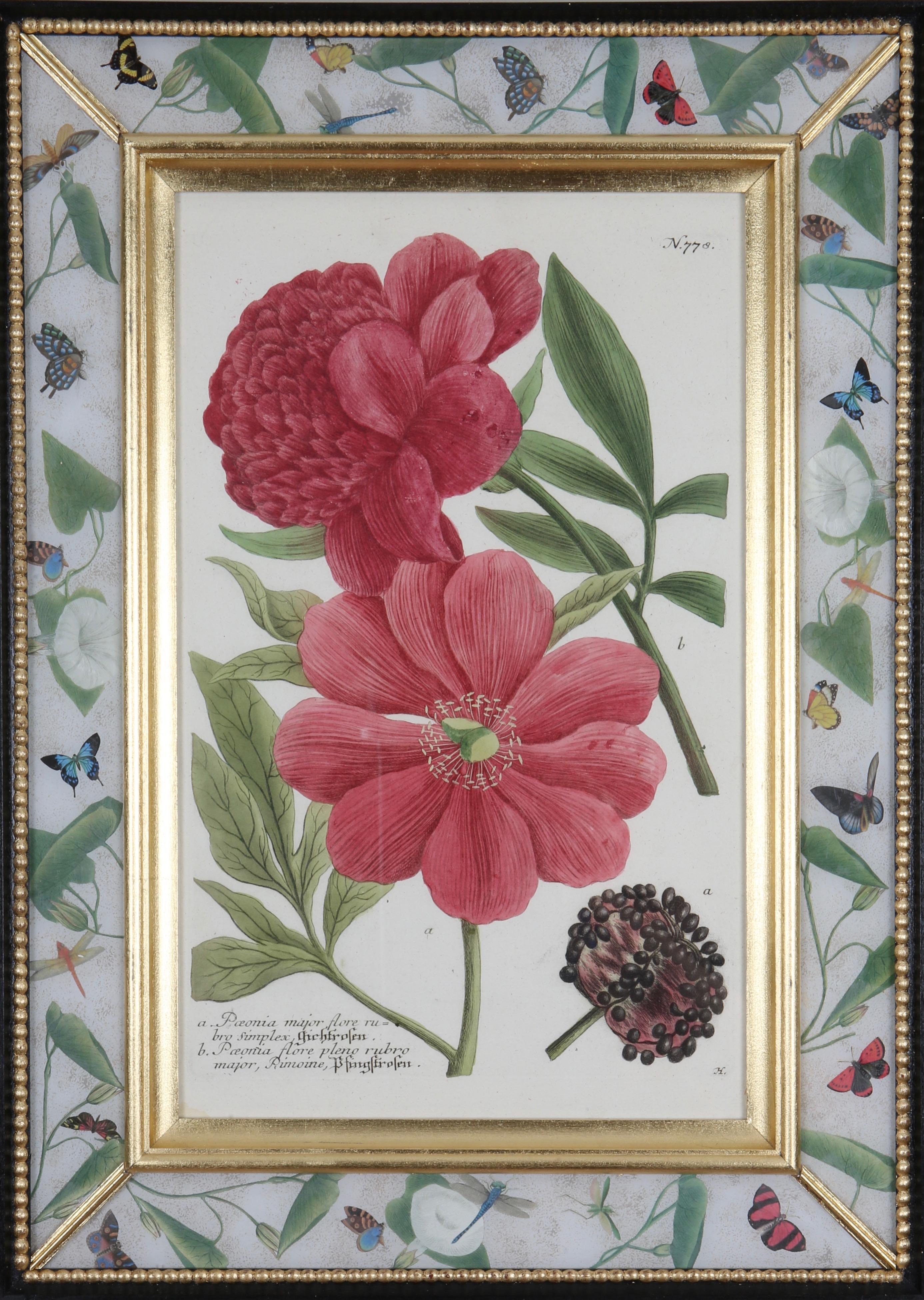A wonderful selection of poppies, peonies and carnations , hand-coloured mezzotint engravings from: 