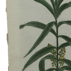 18th Century German Hand-Colored Botanical Flower Print, 1737–1745, Authentic