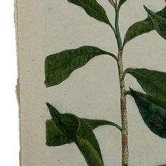 18th Century German Hand-Colored Botanical Flower Print, 1737–1745, Authentic