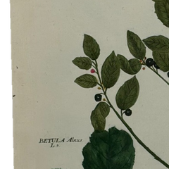 18th Century German Hand-Colored Botanical Flower Print, 1737–1745, Authentic