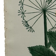18th Century German Hand-Colored Botanical Flower Print, 1737–1745, Authentic