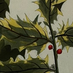 18th Century German Hand-Colored Botanical Flower Print, 1737–1745, Authentic