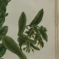 18th Century German Hand-Colored Botanical Flower Print, 1737–1745, Authentic