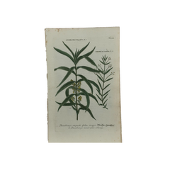 18th Century German Hand-Colored Botanical Flower Print, 1737–1745, Authentic
