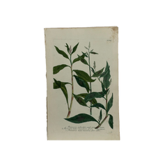 18th Century German Hand-Colored Botanical Flower Print, 1737–1745, Authentic