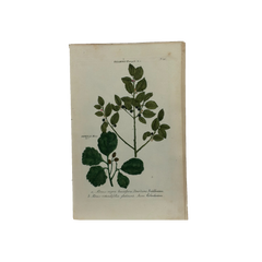 18th Century German Hand-Colored Botanical Flower Print, 1737–1745, Authentic