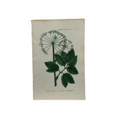18th Century German Hand-Colored Botanical Flower Print, 1737–1745, Authentic