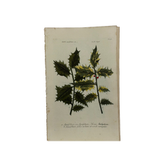 18th Century German Hand-Colored Botanical Flower Print, 1737–1745, Authentic