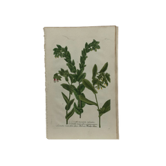 18th Century German Hand-Colored Botanical Flower Print, 1737–1745, Authentic