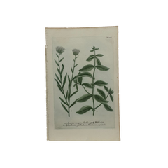 18th Century German Hand-Colored Botanical Flower Print, 1737–1745, Authentic