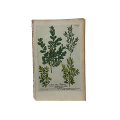 18th Century German Hand-Colored Botanical Flower Print, 1737–1745, Authentic