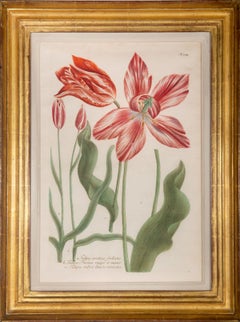 A Group of Six Tulips 