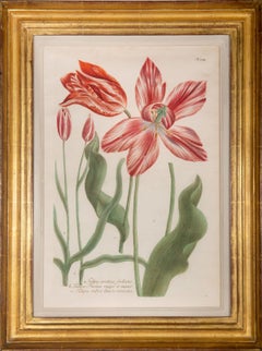 A Group of Six Tulips