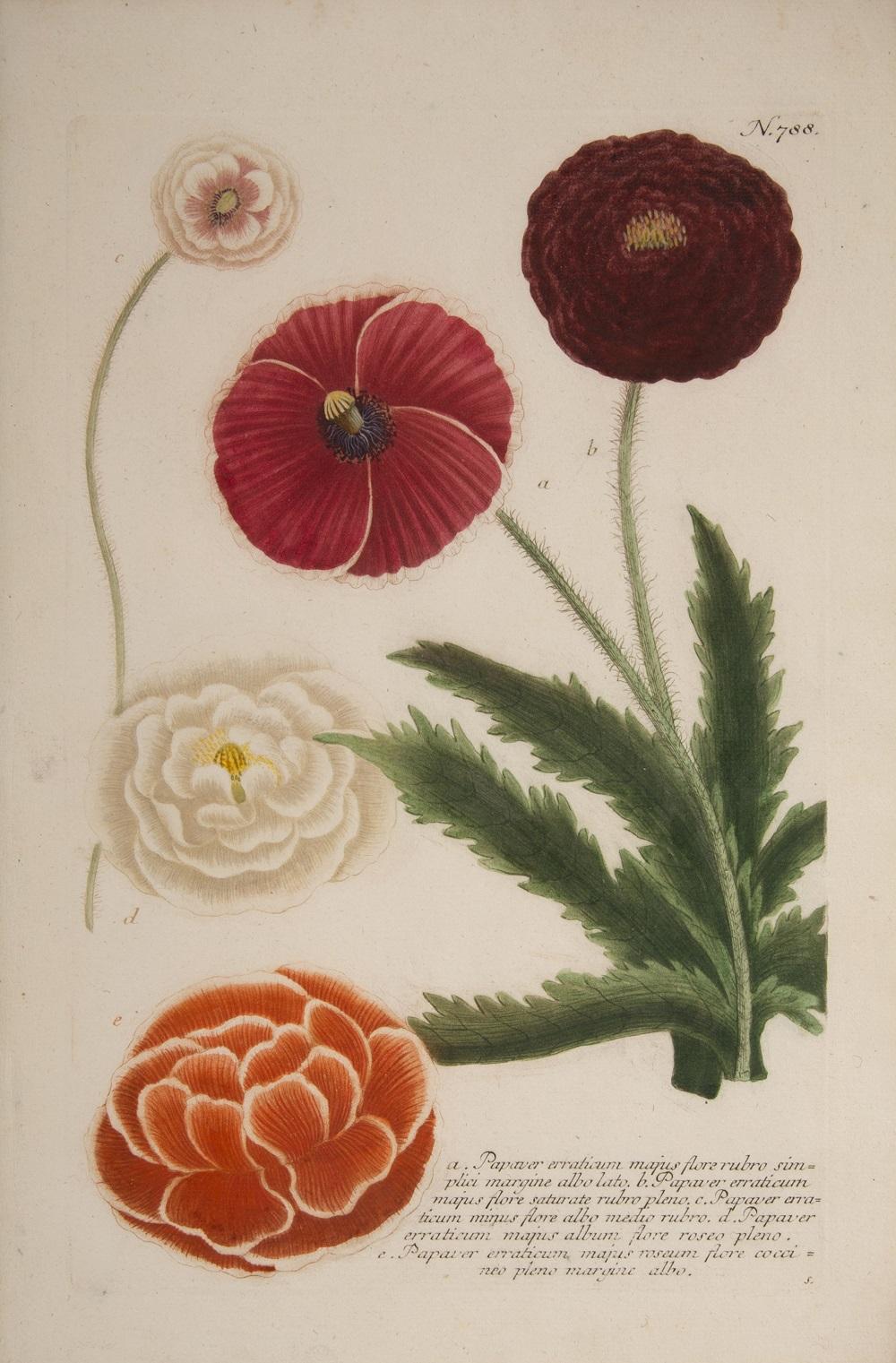 Ein Paar Mohnblumen  – Print von Johann Wilhelm Weinmann