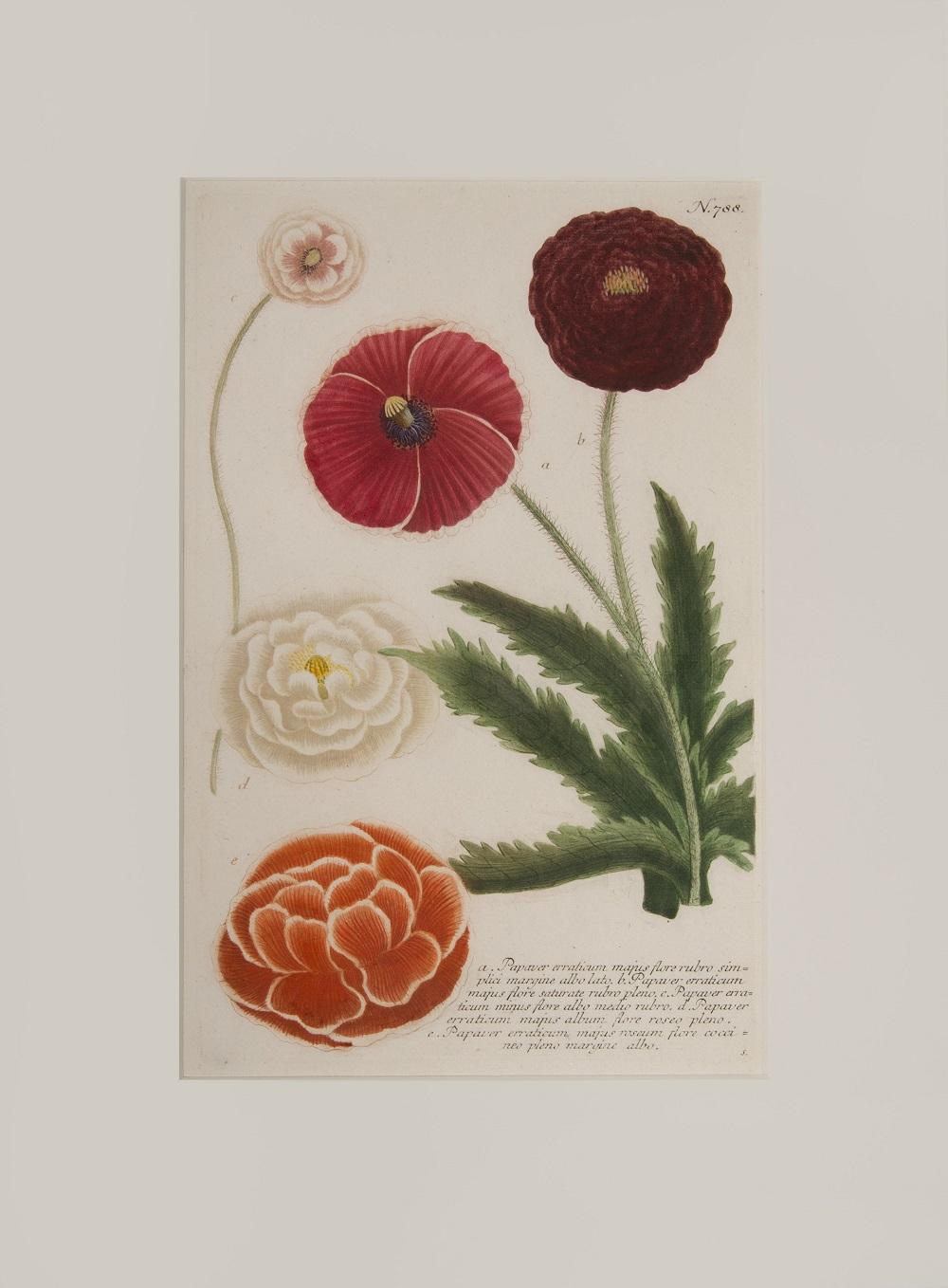 Ein Paar Mohnblumen  (Naturalismus), Print, von Johann Wilhelm Weinmann