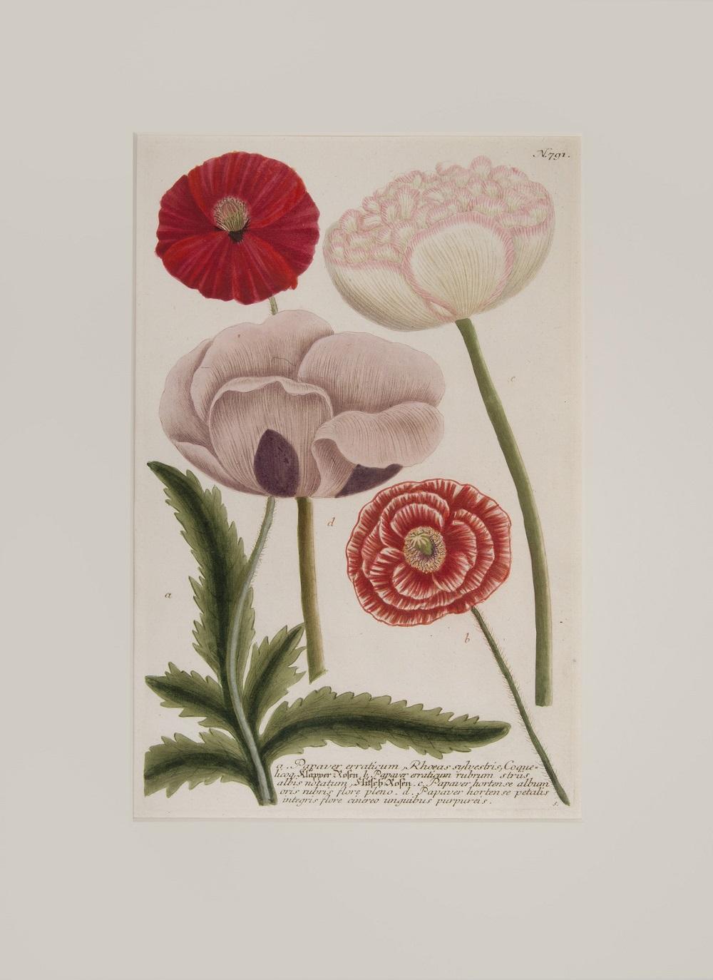 Johann Wilhelm Weinmann Figurative Print – Ein Paar Mohnblumen 