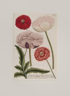 Antique A Pair of Poppies 