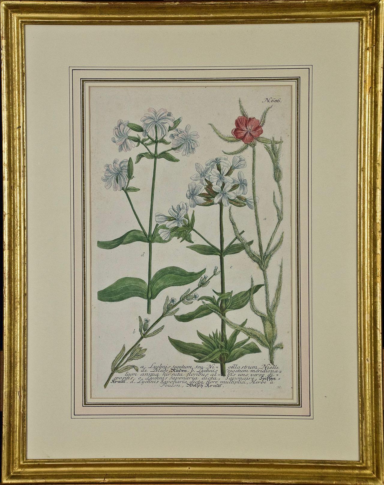 A Set of Four Framed 18th Century Hand Colored Botanical Engravings by Weinmann 9