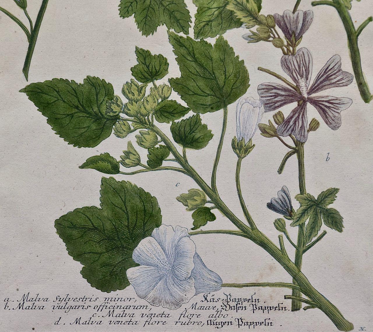 A Set of Four Framed 18th Century Hand Colored Botanical Engravings by Weinmann - Beige Still-Life Print by Johann Wilhelm Weinmann