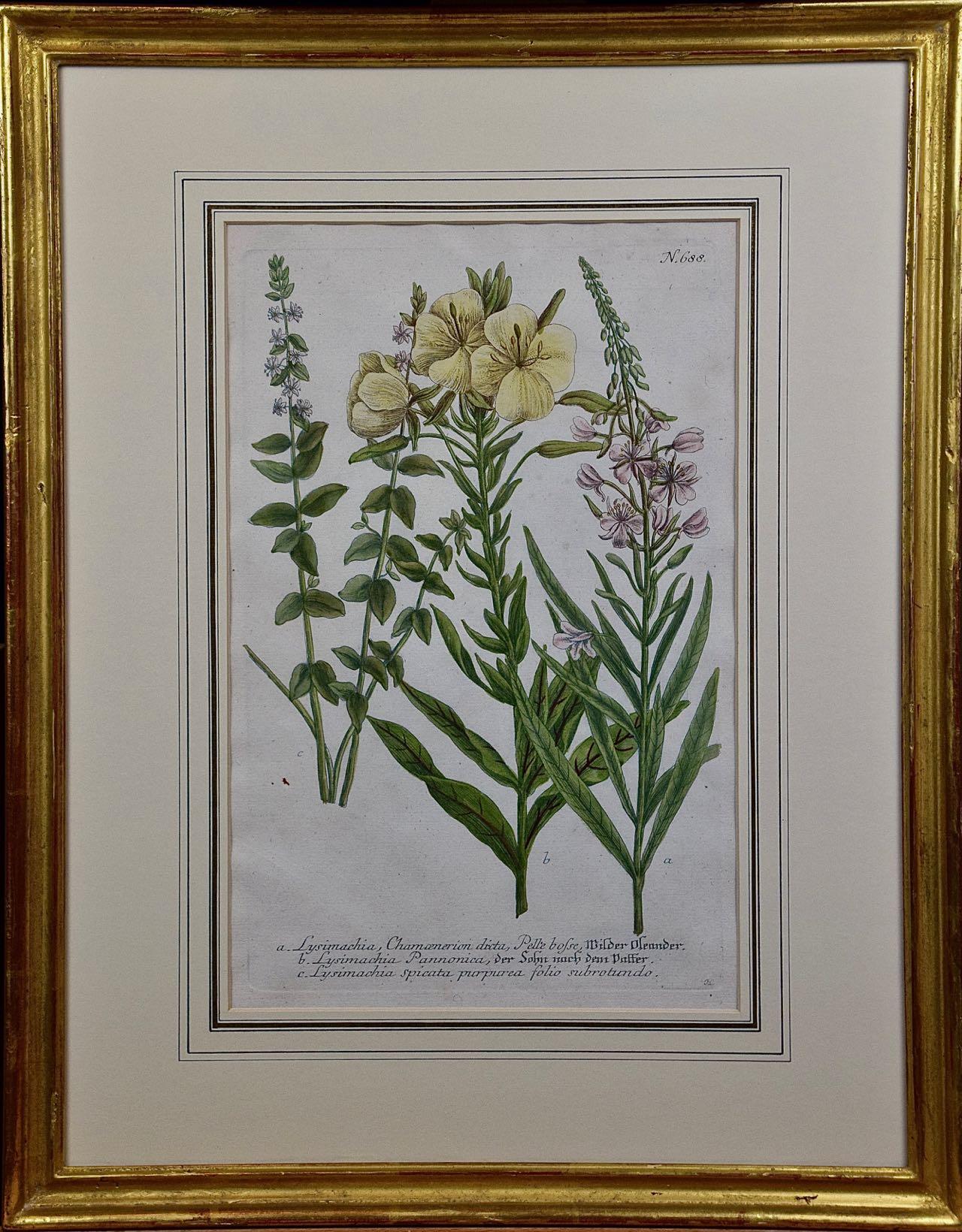 A Set of Four Framed 18th Century Hand Colored Botanical Engravings by Weinmann 1