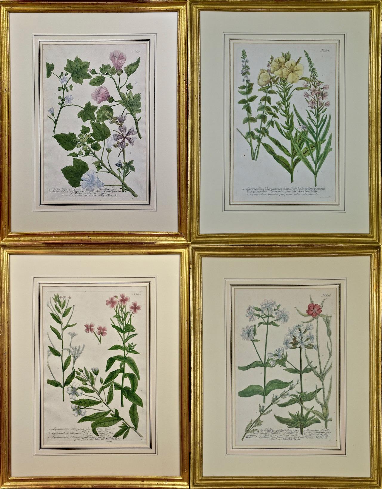 Johann Wilhelm Weinmann Still-Life Print - A Set of Four Framed 18th Century Hand Colored Botanical Engravings by Weinmann