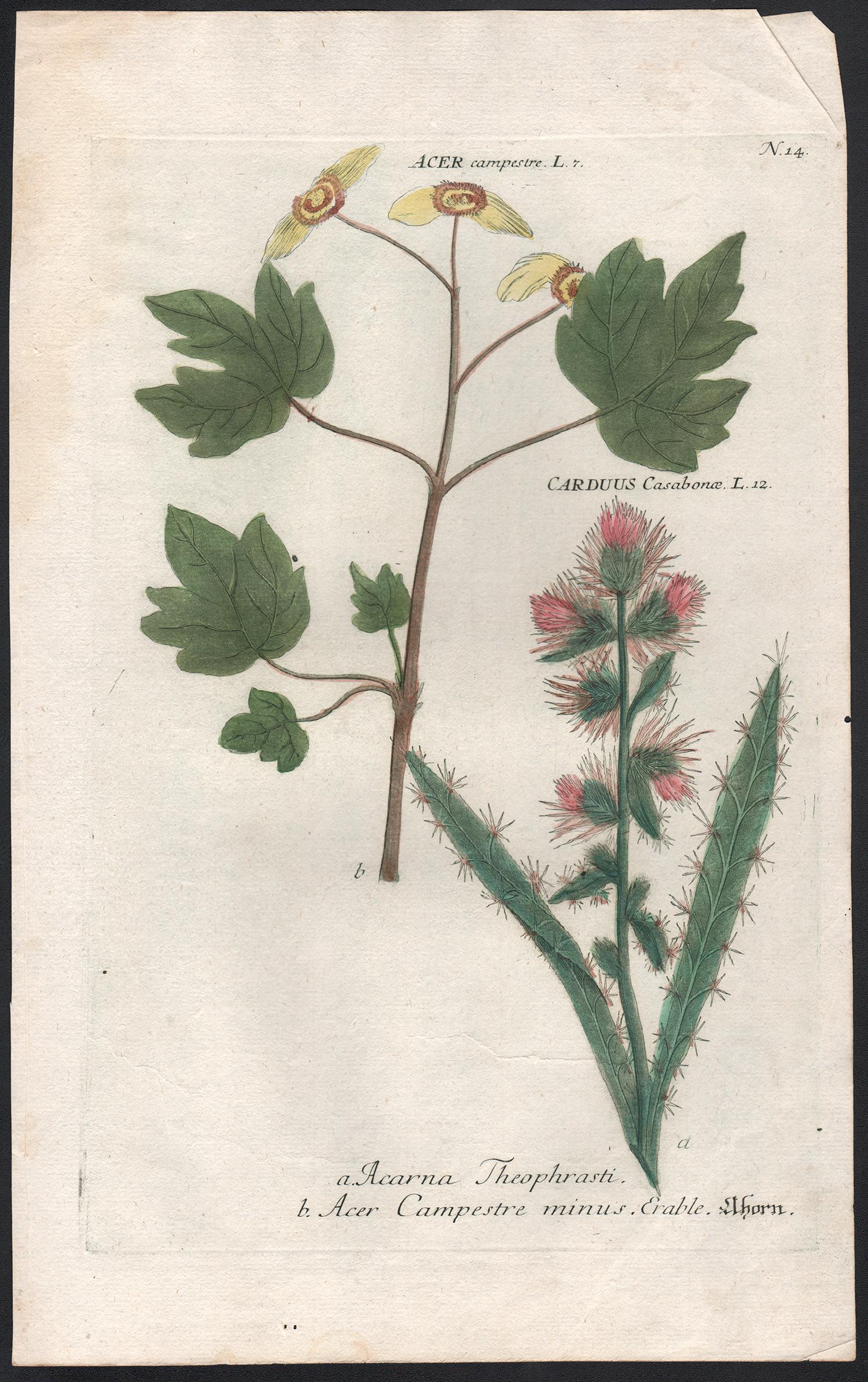Acer & Carduus - 18th century Weinmann botanical plant flower engraving - Print by Johann Wilhelm Weinmann
