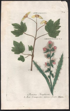 Acer & Carduus - 18th century Weinmann botanical plant flower engraving