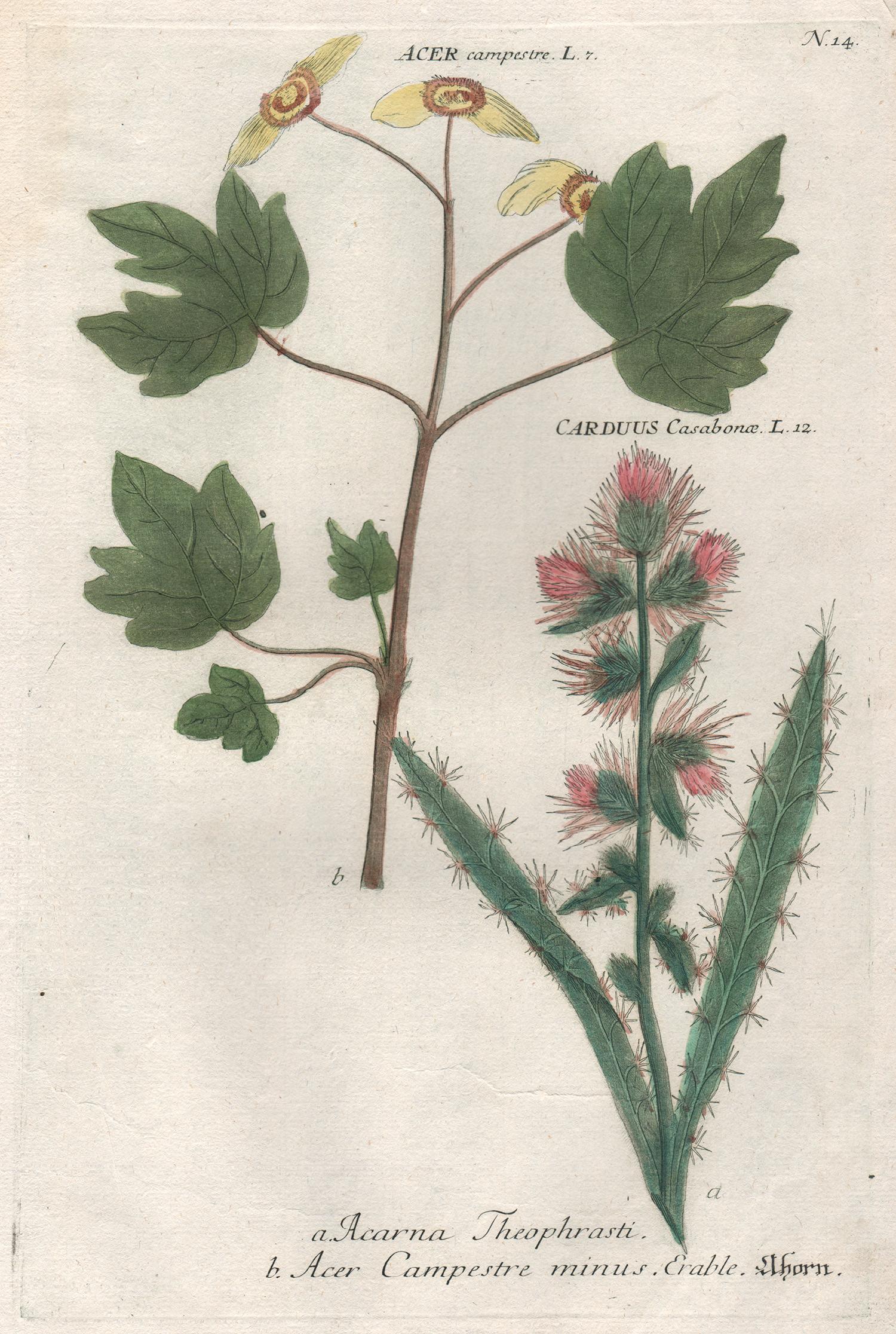 Johann Wilhelm Weinmann Still-Life Print - Acer & Carduus - 18th century Weinmann botanical plant flower engraving