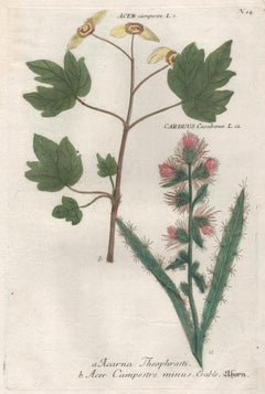 Acer & Carduus - Grabado de flores de plantas botánicas Weinmann del siglo XVIII