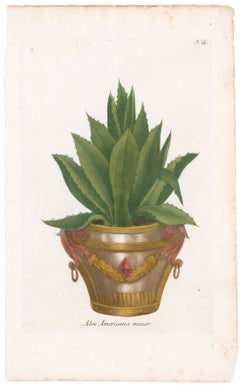 Aloe Plant Engraving