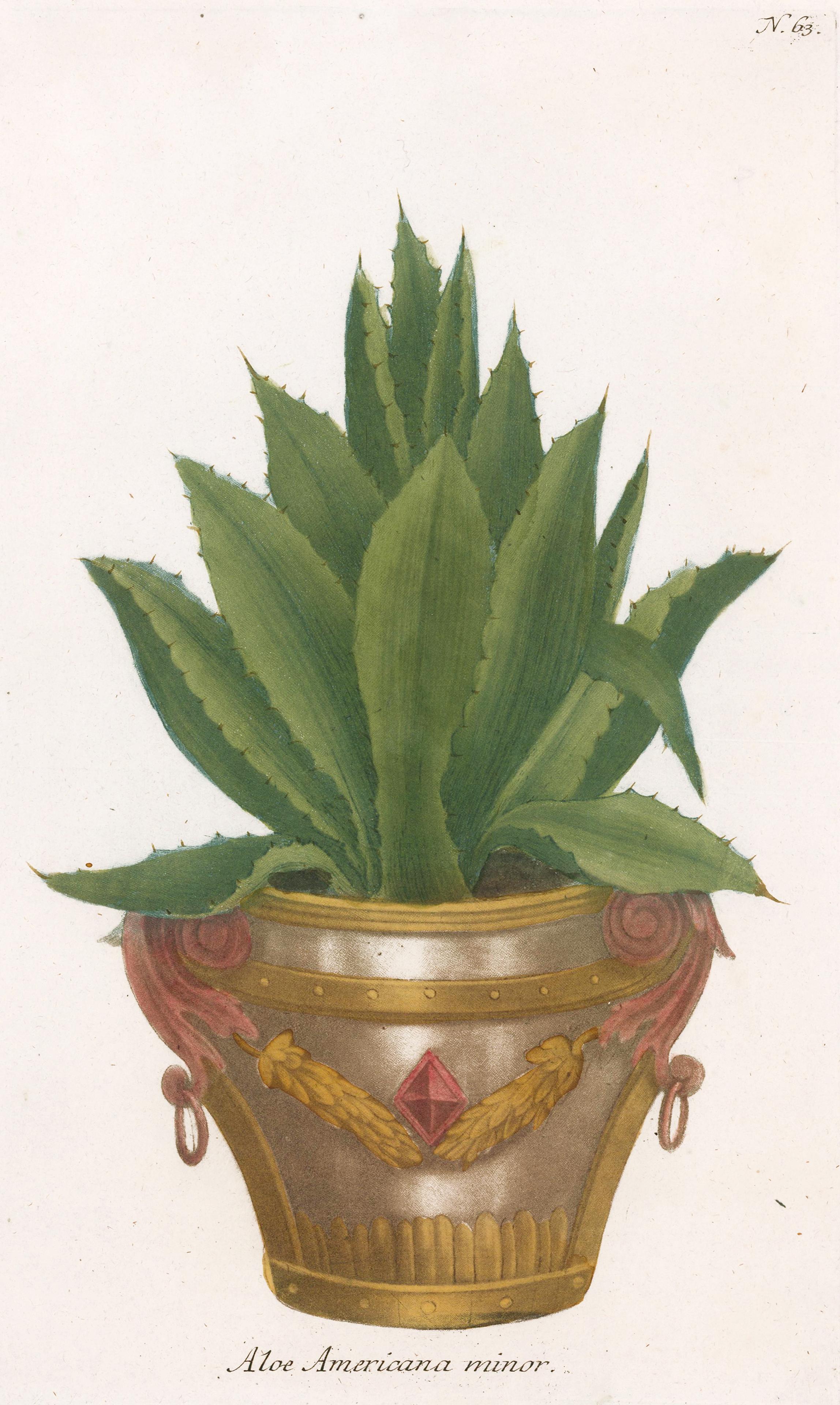 Aloe Plant Engraving - Print by Johann Wilhelm Weinmann