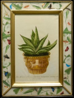 Aloes and decorative urns