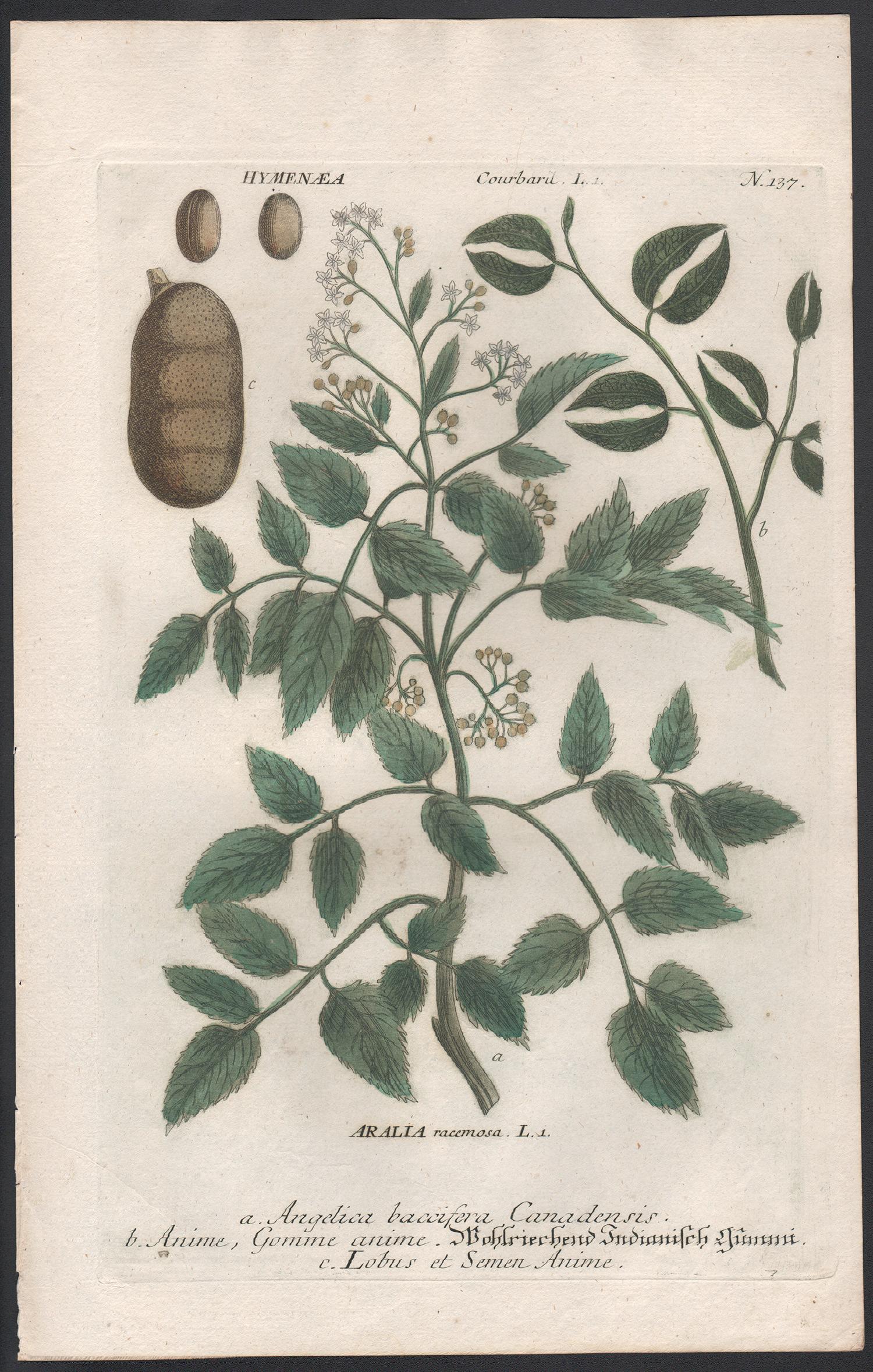Angelica, Anime and Lobus - 18th century Weinmann botanical plant engraving - Print by Johann Wilhelm Weinmann