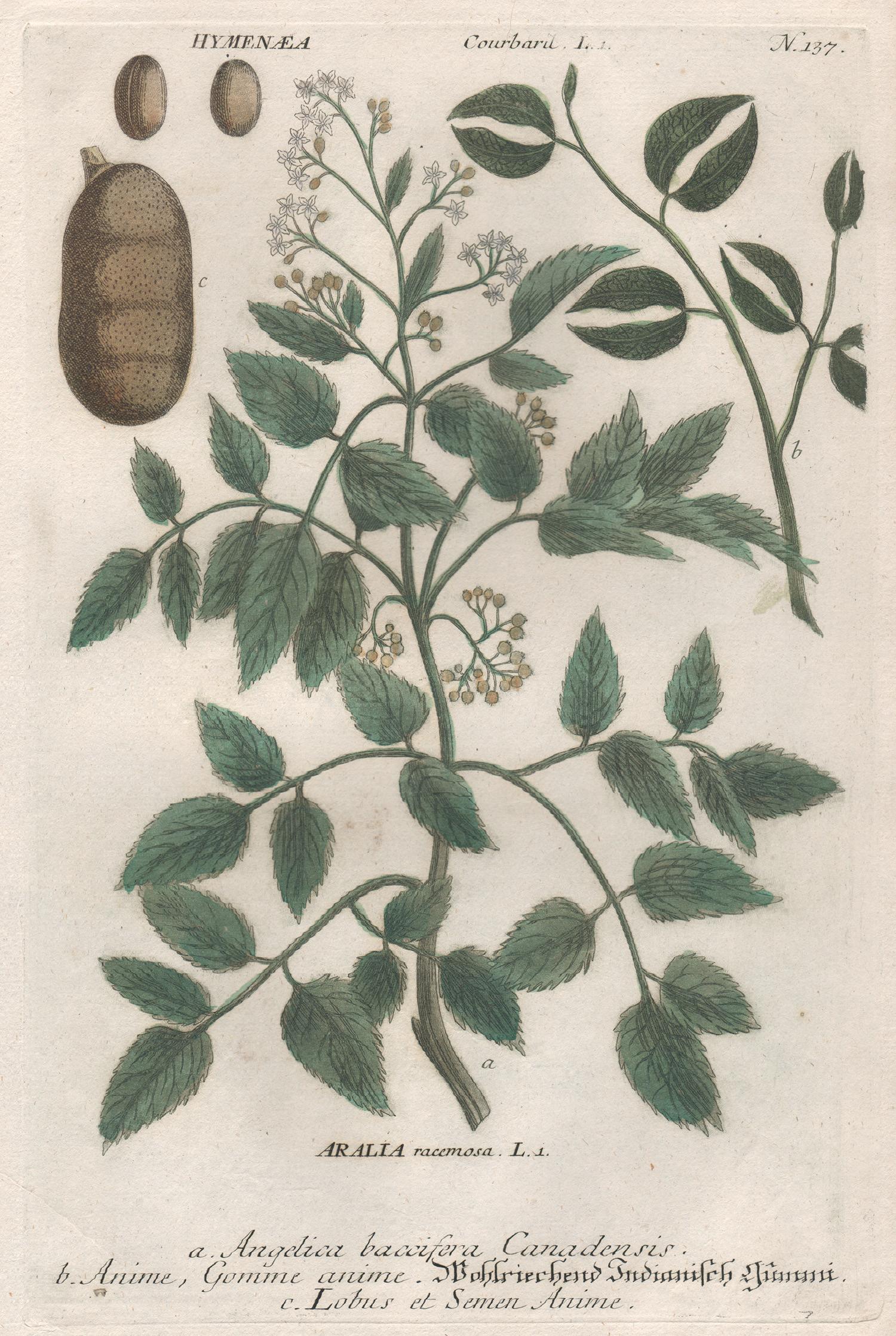 Johann Wilhelm Weinmann Still-Life Print - Angelica, Anime and Lobus - 18th century Weinmann botanical plant engraving