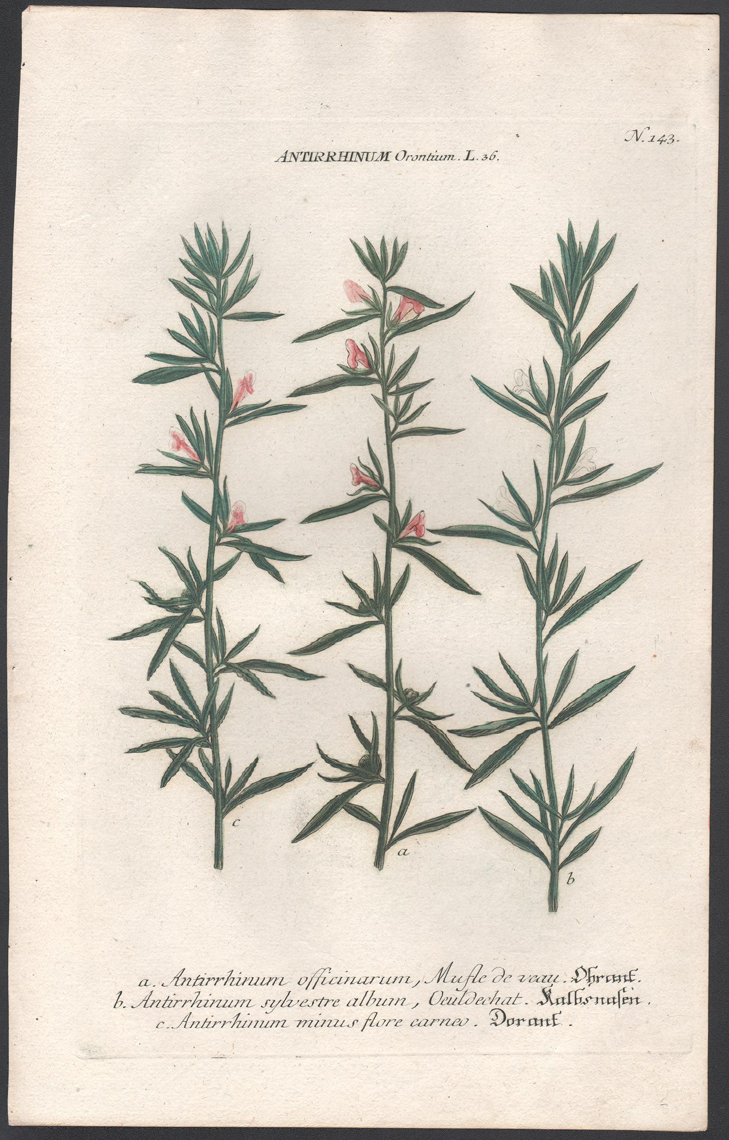 Antirrhinum Orontium - 18th century Weinmann botanical plant flower engraving - Print by Johann Wilhelm Weinmann