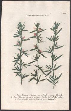 Antirrhinum Orontium - 18th century Weinmann botanical plant flower engraving