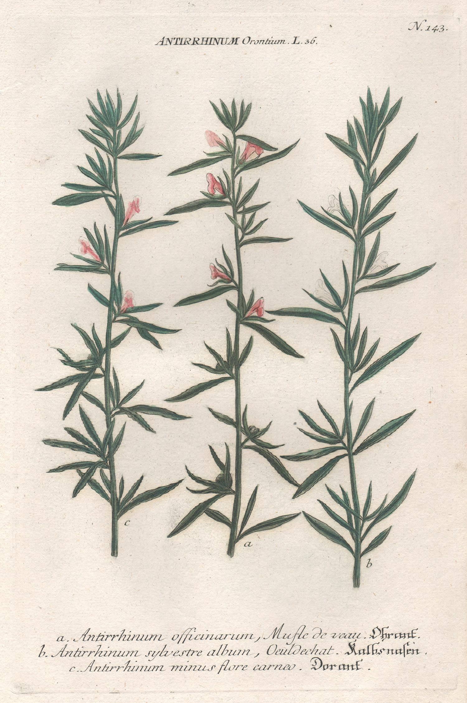 Johann Wilhelm Weinmann Still-Life Print - Antirrhinum Orontium - 18th century Weinmann botanical plant flower engraving