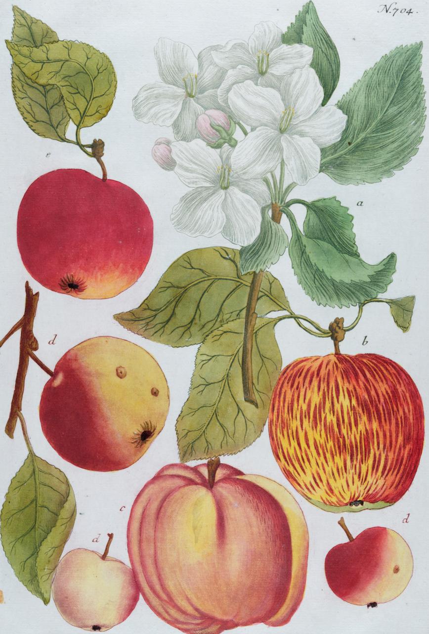 Apfel: Eine handkolorierte botanische Gravur aus dem 18. Jahrhundert von J. Weinmann – Print von Johann Wilhelm Weinmann