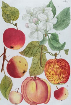 Flowering Apple Plant: 18th Century Hand-colored Botanical Engraving by Weinmann