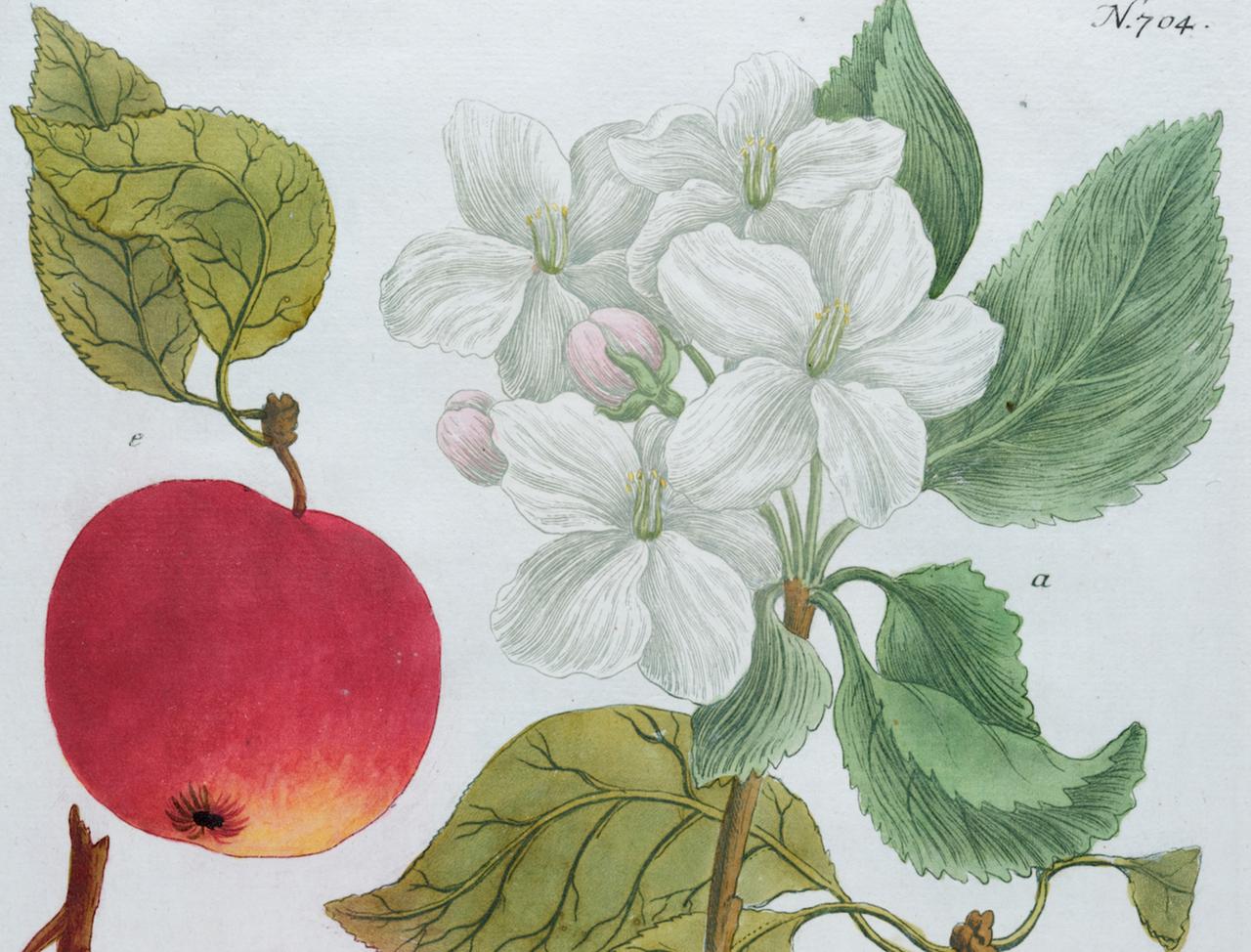 Flowering Apple Plant: 18th Century Hand-colored Botanical Engraving by Weinmann - Naturalistic Print by Johann Wilhelm Weinmann